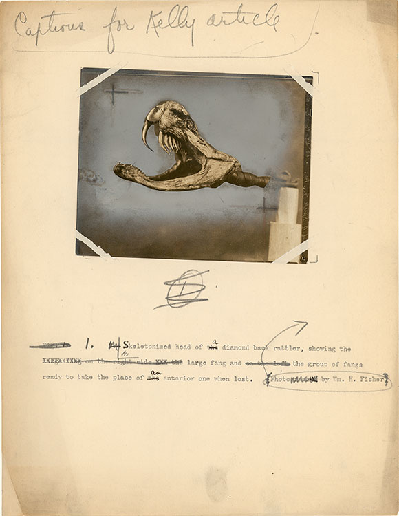 A photograph of a skeletonized snake head on a yellowed sheet of paper with typewritten text captioning the photo. The paper also includes handwritten notes, edits, and markups.